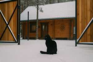 Снять домик в Беловежской пуще