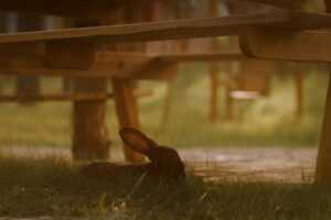 дом в лесу аренда