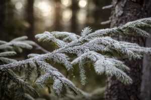 домик в лесу Беларусь с баней