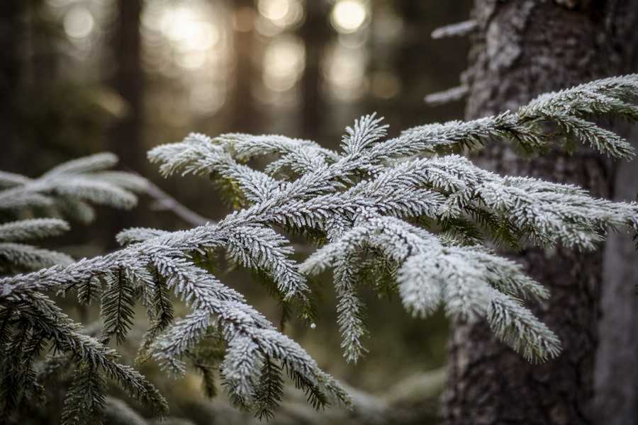 домик в лесу Беларусь с баней